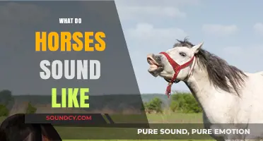 Unveiling the Unique Vocalizations: What Do Horses Sound Like?