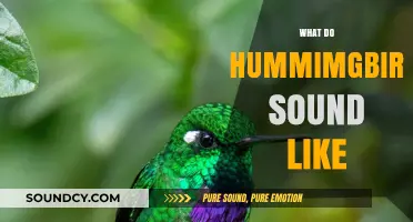 Discover the Unique Sounds of Hummingbirds: A Guide to Their Chirps and Whirs