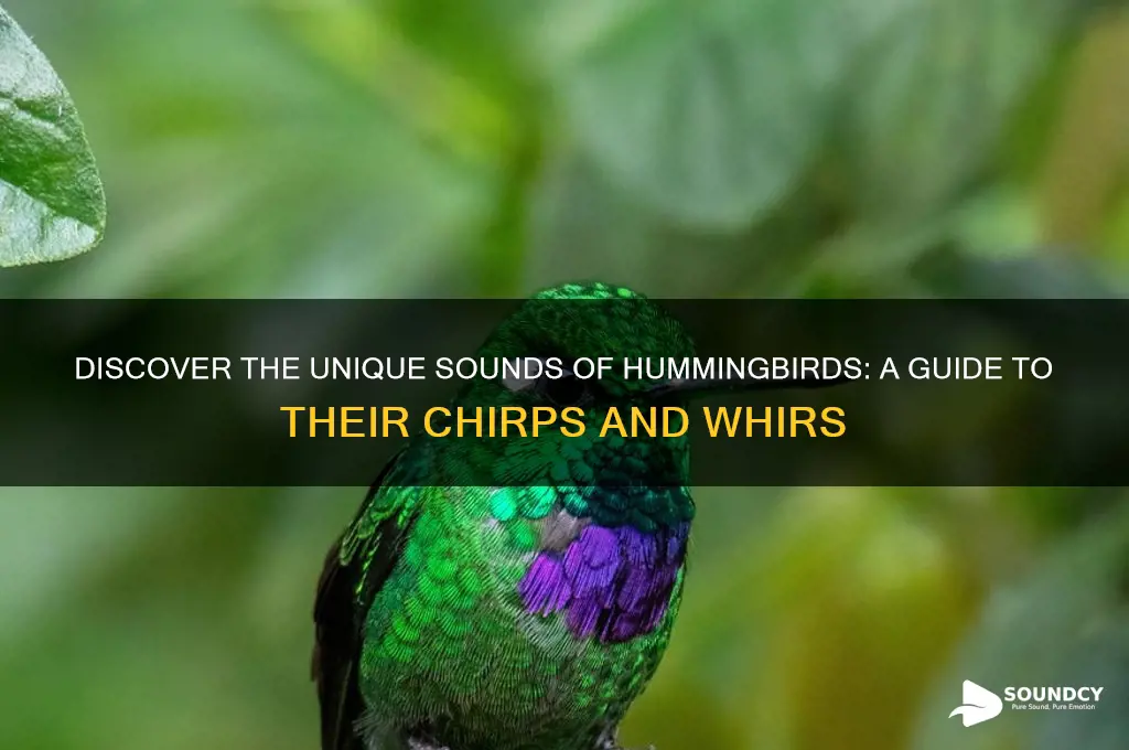 what do hummimgbirds sound like