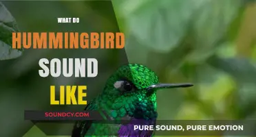 Discover the Unique Whirring and Chirping Sounds of Hummingbirds