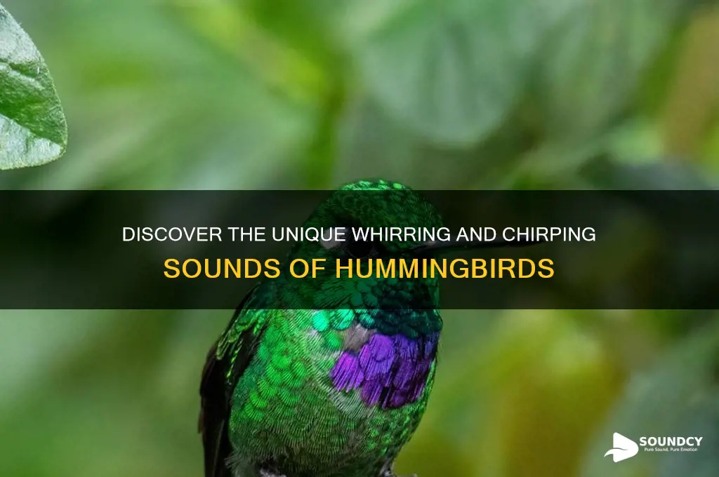 what do hummingbird sound like