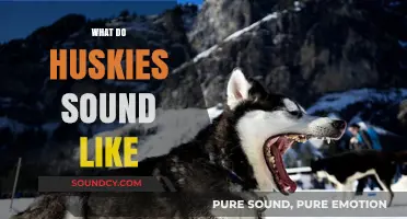 Unveiling the Unique Vocalizations: What Do Huskies Sound Like?