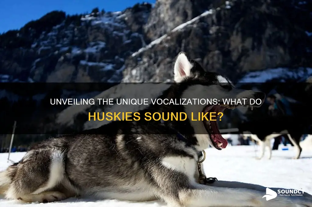 what do huskies sound like