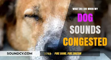 Help! My Dog Sounds Congested: What Should I Do?