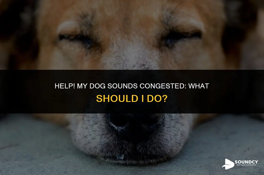 what do i do when my dog sounds congested