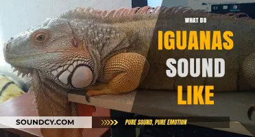 Unveiling the Unique Sounds of Iguanas: A Comprehensive Guide