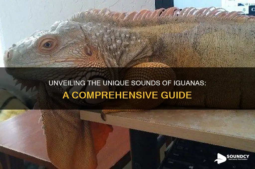 what do iguanas sound like