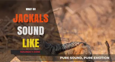 Unveiling the Eerie Howls: What Do Jackals Sound Like in the Wild?