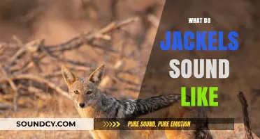 Unveiling the Eerie Calls: What Do Jackals Sound Like in the Wild?