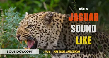 Unveiling the Mysterious Roars and Growls of Jaguars in the Wild
