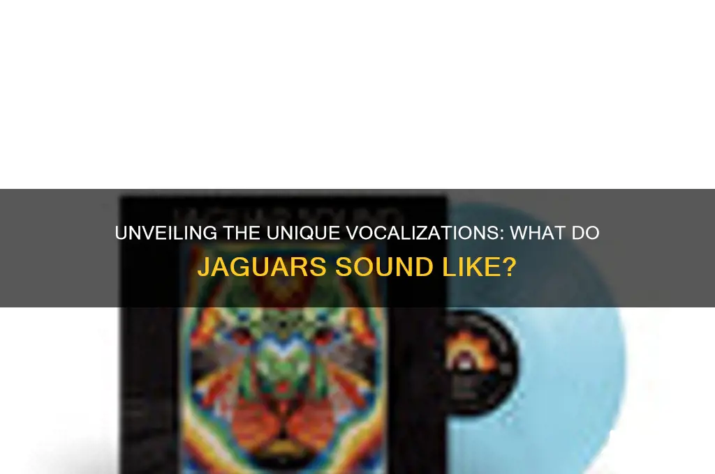 what do jaguars sound like
