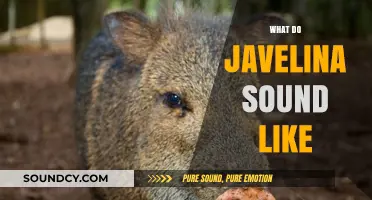 Unveiling the Unique Sounds of Javelinas: A Comprehensive Audio Guide