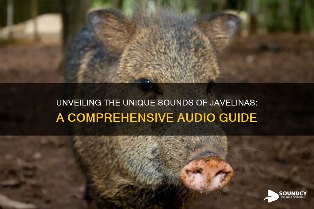 what do javelina sound like