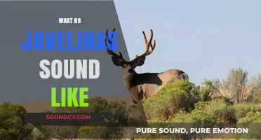 Unveiling the Unique Sounds of Javelinas: A Comprehensive Guide