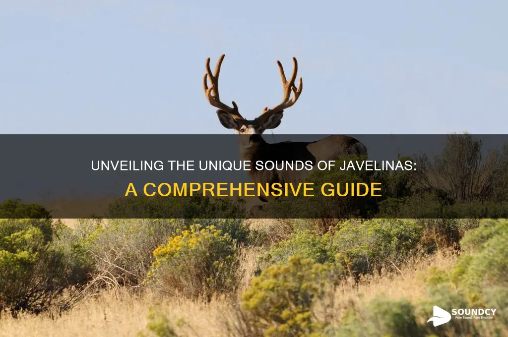 what do javelinas sound like