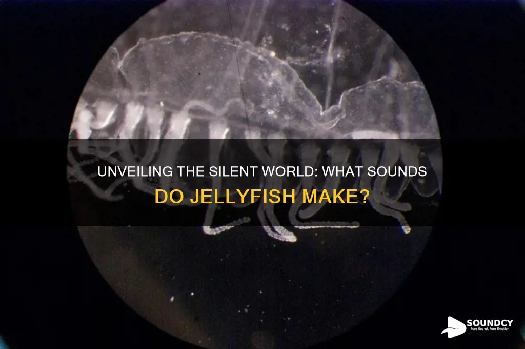 what do jellyfish sound like