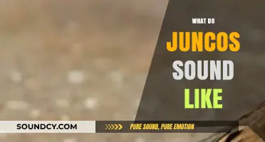 Discover the Unique and Enchanting Songs of Juncos in Nature