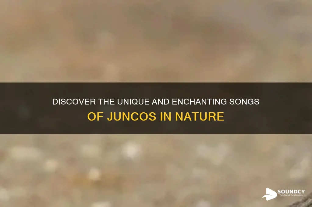 what do juncos sound like