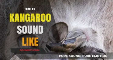 Unveiling the Unique Sounds of Kangaroos: What Do They Really Sound Like?