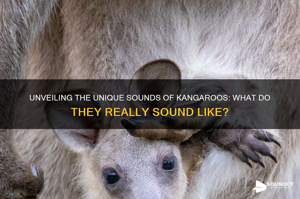 what do kangaroo sound like