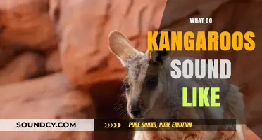 Unveiling the Unique Sounds of Kangaroos: What Do They Really Sound Like?