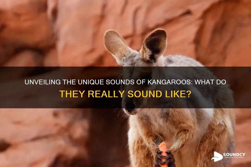 what do kangaroos sound like
