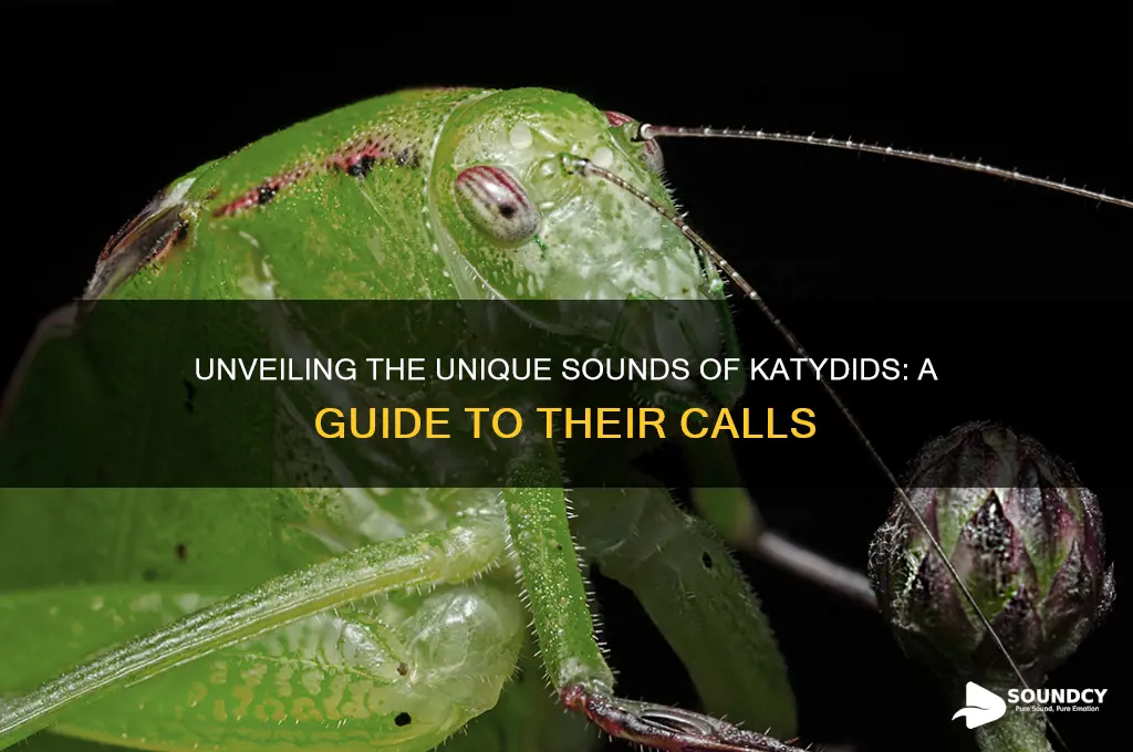 what do katydid sound like