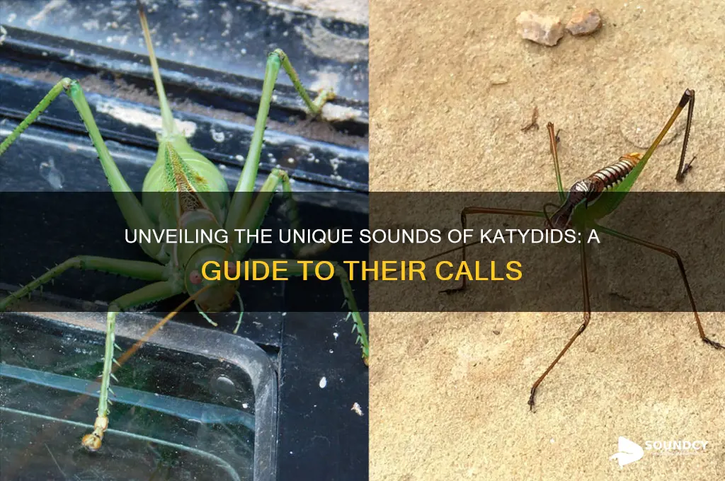 what do katydids sound like