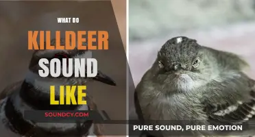 Discover the Unique Calls and Noises of Killdeer Birds