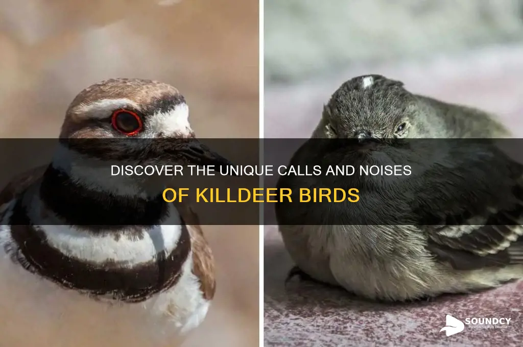 what do killdeer sound like