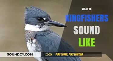 Discover the Unique Calls and Sounds of Kingfishers in Nature