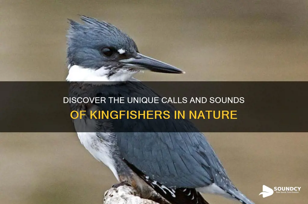what do kingfishers sound like