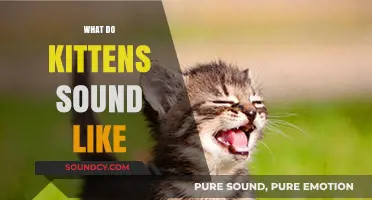 Understanding the Adorable Sounds Kittens Make: A Comprehensive Guide