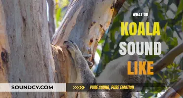 Unveiling the Unique Vocalizations: What Do Koalas Sound Like?