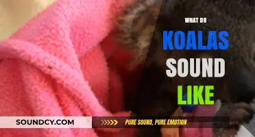 Unveiling the Unique and Surprising Sounds of Koalas in the Wild