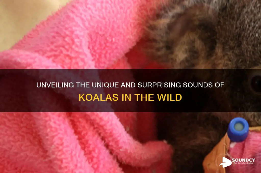 what do koalas sound like