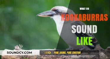 Unveiling the Unique and Hilarious Call of Kookaburras in Nature