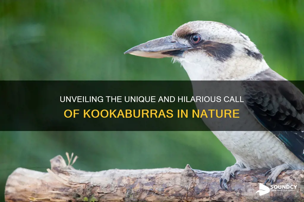 what do kookaburras sound like