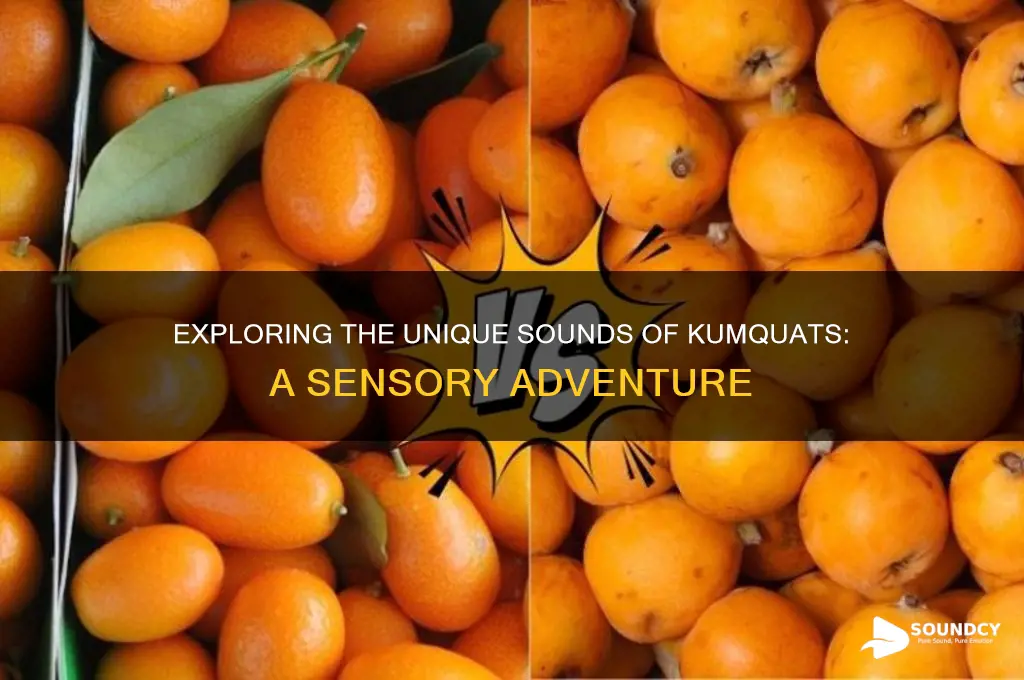 what do kumquats sound like