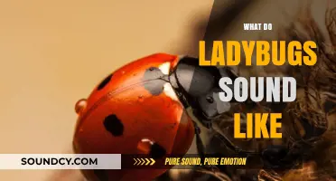 Unveiling the Gentle Whispers: What Do Ladybugs Sound Like?