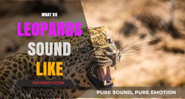 Unveiling the Mysterious Roars and Growls of Leopards in the Wild