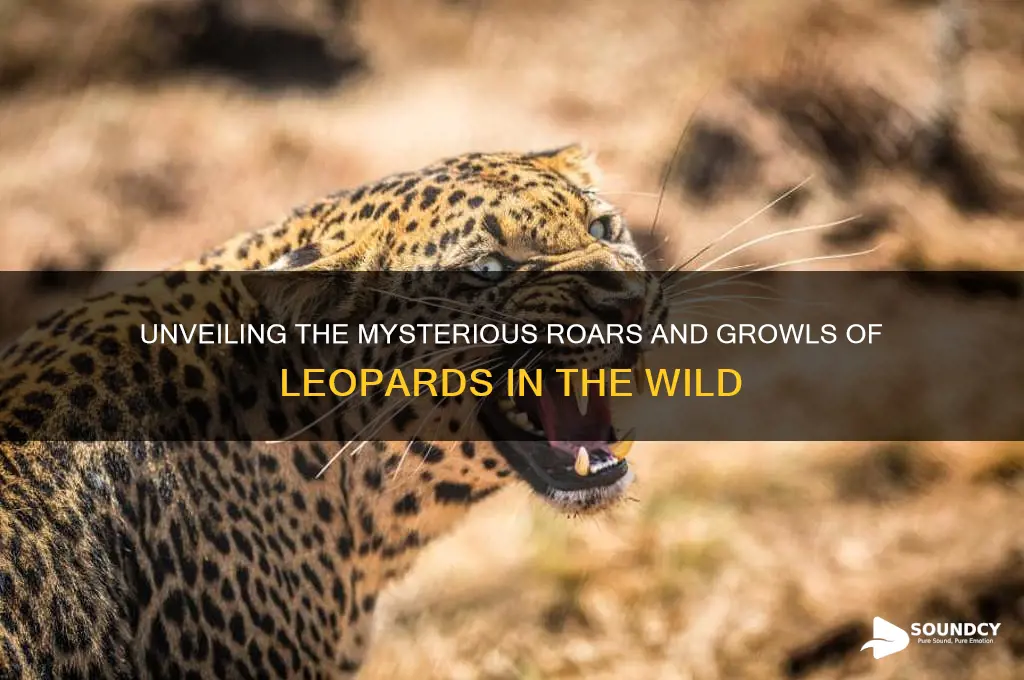 what do leopards sound like