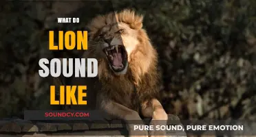 Roaring Revelations: Unveiling the Majestic Sounds of Lions in the Wild