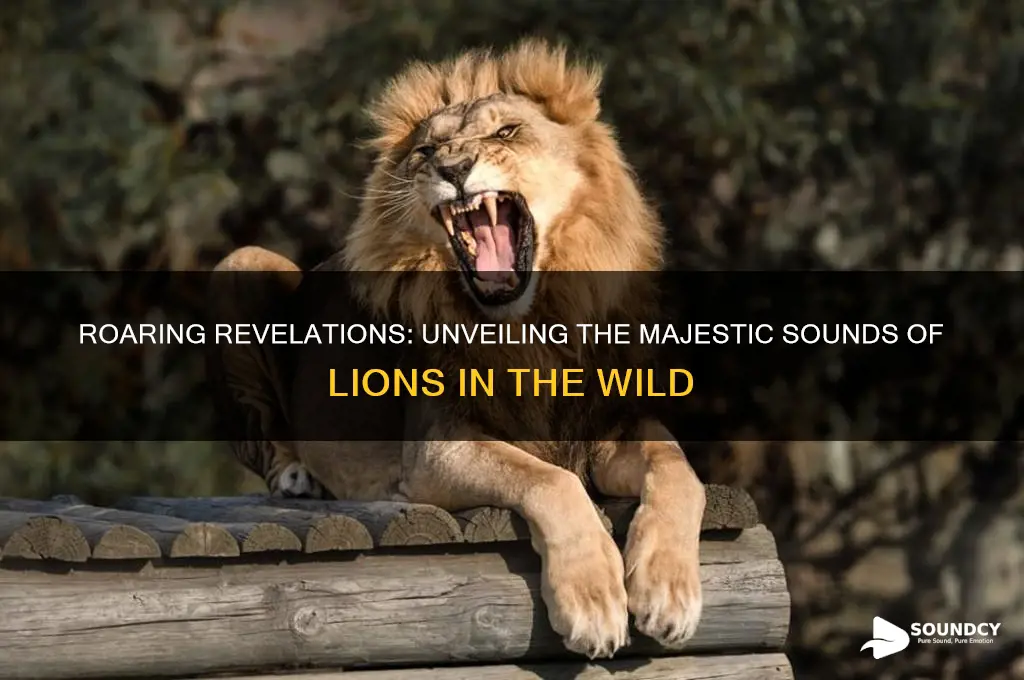 what do lion sound like