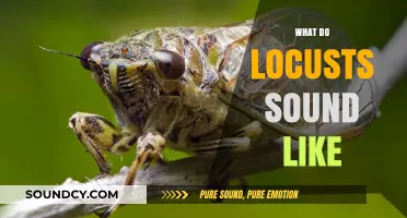 Unveiling the Unique Buzz: What Do Locusts Sound Like?