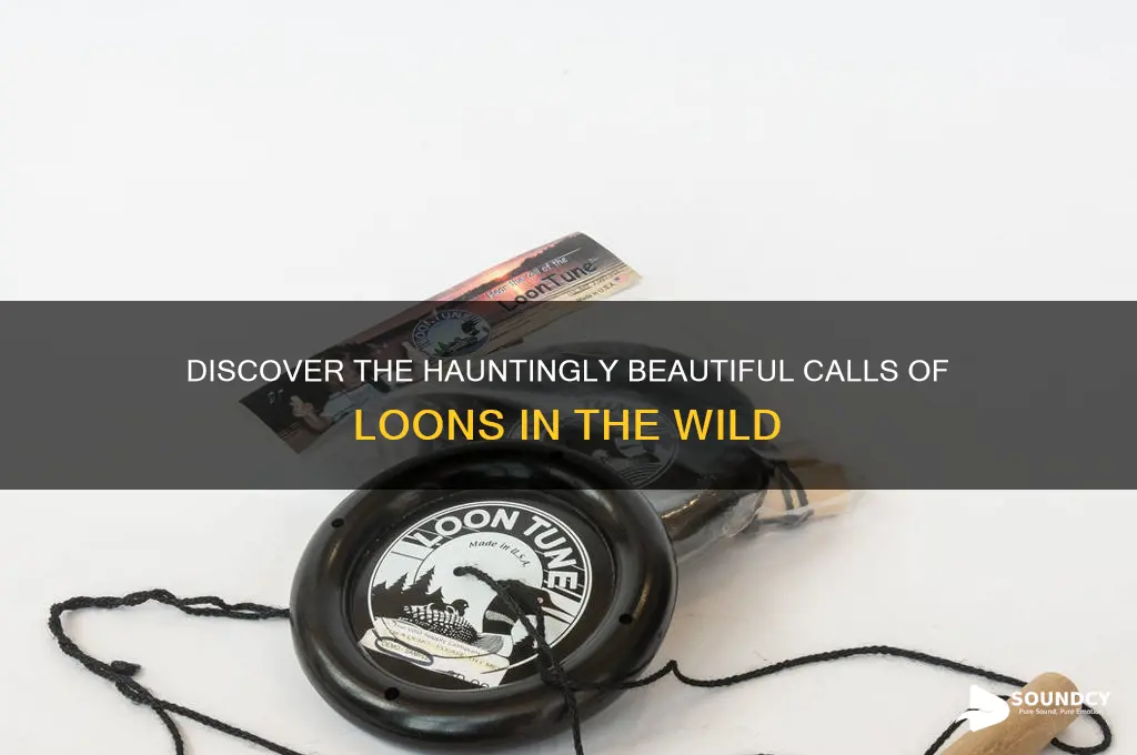 what do loon sound like