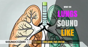 Unveiling the Symphony of Breath: Exploring What Healthy Lungs Sound Like