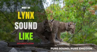 Unveiling the Mysterious Vocalizations: What Do Lynx Sound Like?