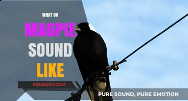 Unraveling the Unique Calls and Chatter of Magpies: What Do They Sound Like?