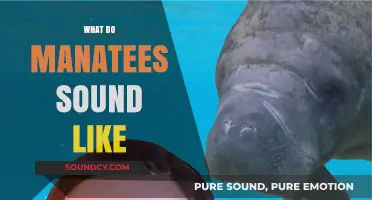 Unveiling the Gentle Giants' Symphony: Exploring Manatee Vocalizations